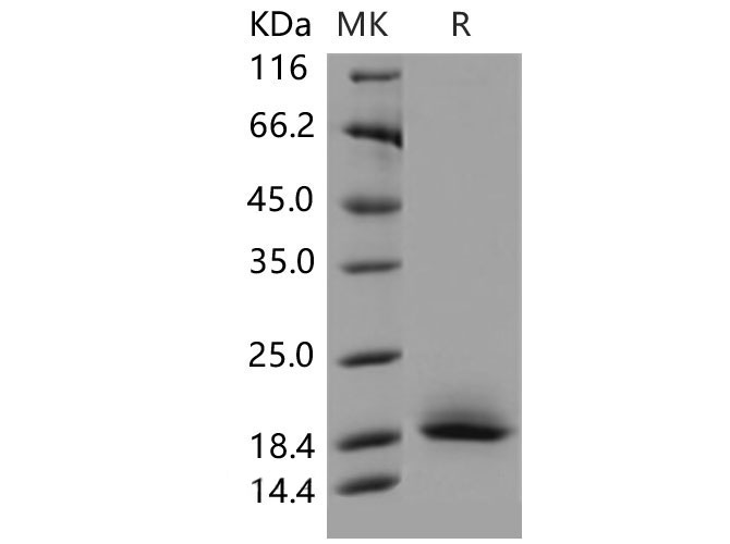 Валидация Elabscience PKSM040521(4512)