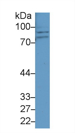 12387