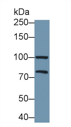 13389