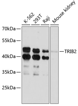 Валидация Elabscience E-AB-90286