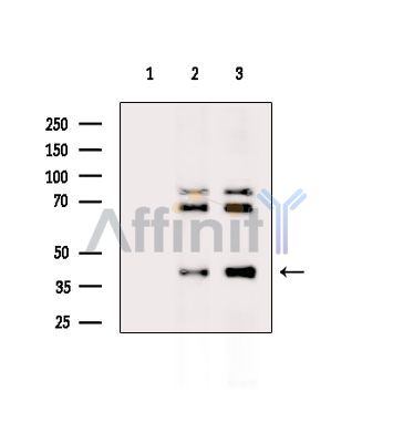 Валидация Affinity DF14474 - 10452