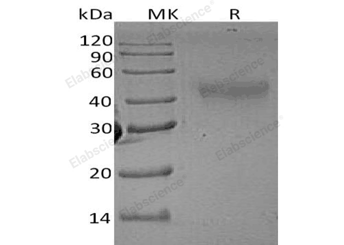 Валидация Elabscience PKSR030451(5766)
