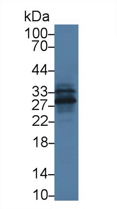 9565