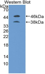 38949