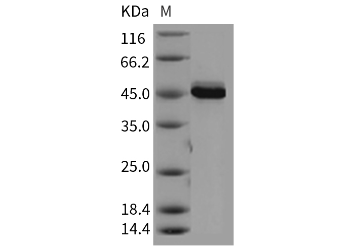 Валидация Elabscience PKSM040289(4301)