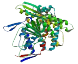 Heat Shock 60kD Protein 1, Chaperonin (HSPD1)