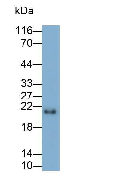 32573