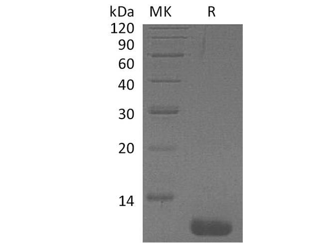 Валидация Elabscience PKSH033809(4079)