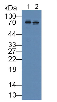 12022