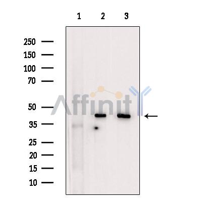 Валидация Affinity DF7374 - 19101