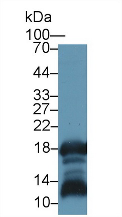 13138