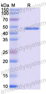 Валидация SDS-PAGE - AntibodySystem RVV13402