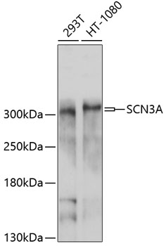 Валидация Elabscience E-AB-90062