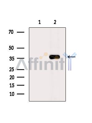 Валидация Affinity DF9149 - 21494