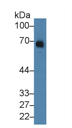 12341