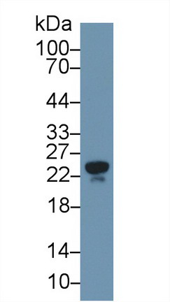 9164