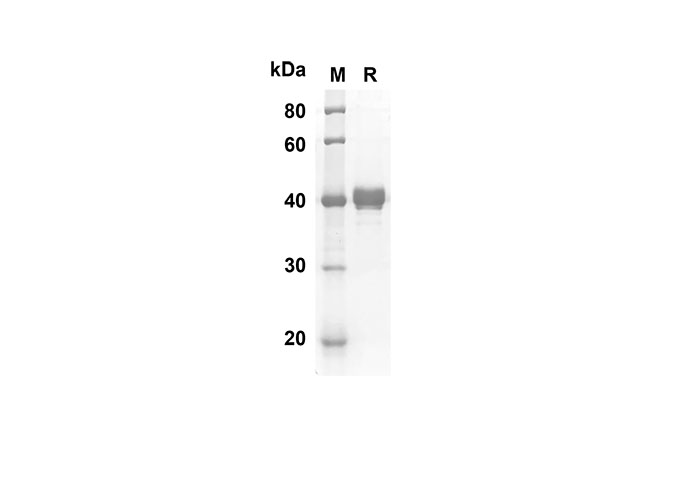 Валидация Elabscience PDMM100071(1043)