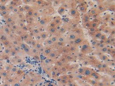 4068
