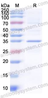 Валидация AntibodySystem YVV40401