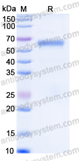 YHP13401, SDS-PAGE