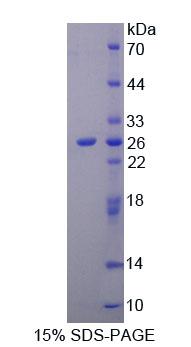 58654