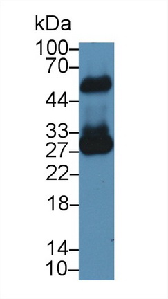 62722