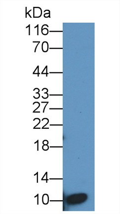 22155