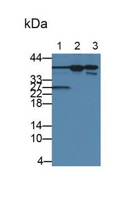 28332