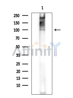 Валидация Affinity DF14986 - 11190
