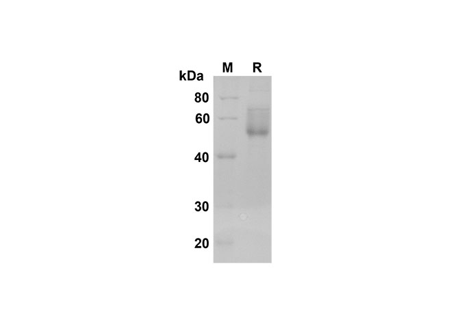 Валидация Elabscience PDMH100318(930)