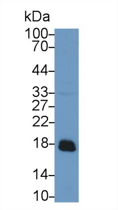 9677