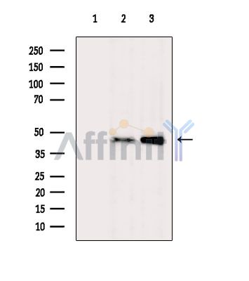 Валидация Affinity DF5135 - 17089