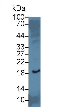 13891