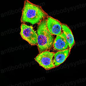 Валидация IF - AntibodySystem RHH24201 (1329)