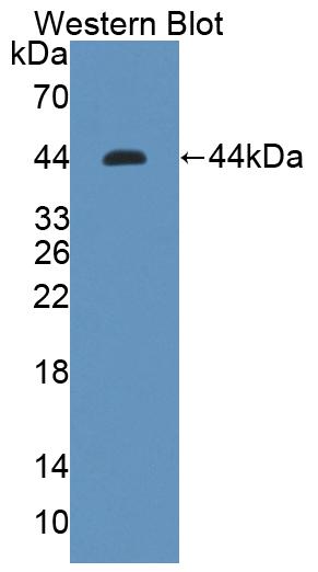 52929