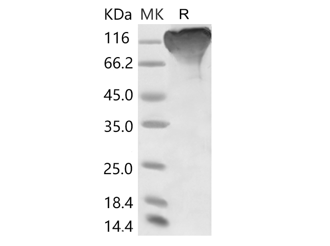 Валидация Elabscience PKSR030504(5812)
