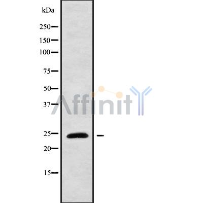 Валидация Affinity DF9844 - 22748