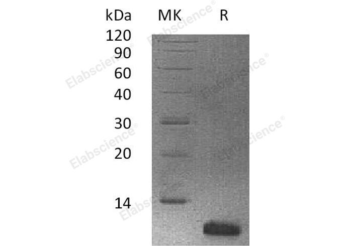 Валидация Elabscience PKSH032548(3004)