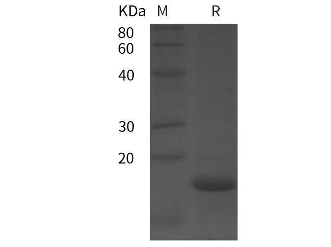 Валидация Elabscience PDEH100861(296)