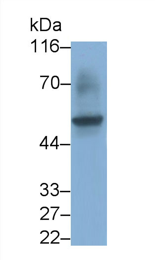 30666