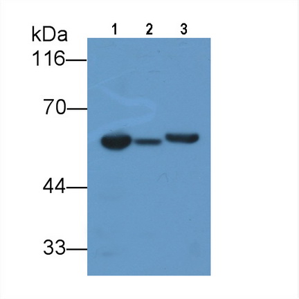 26230