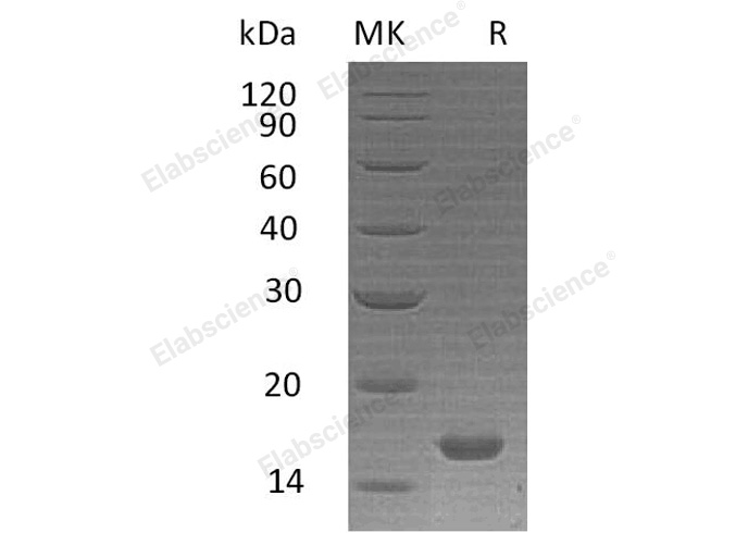 Валидация Elabscience PKSH032631(3071)
