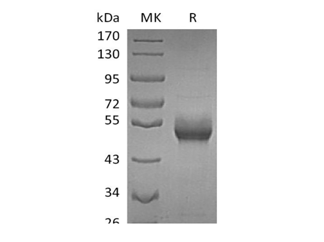 Валидация Elabscience PKSH033898(4130)