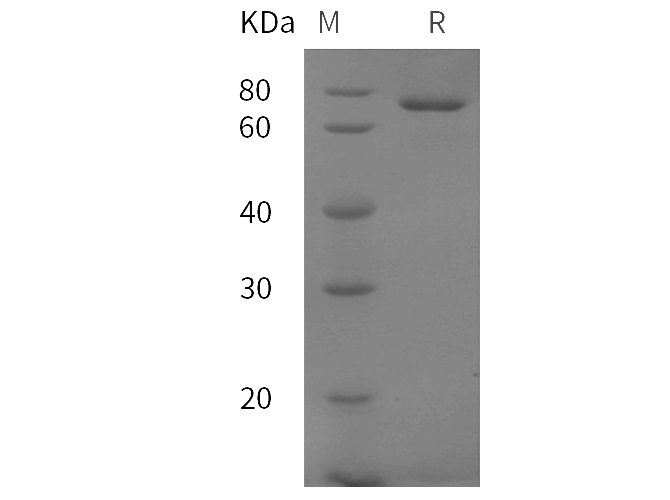 Валидация Elabscience PDMM100208(1160)