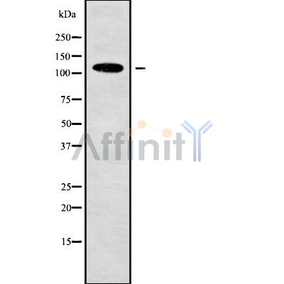 Валидация Affinity DF9441 - 22014