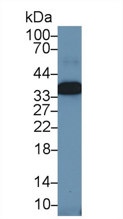 9606
