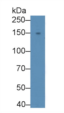 12448