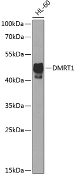 Валидация Elabscience E-AB-67985