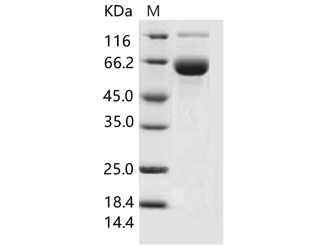 Валидация Elabscience PKSM040528(4518)