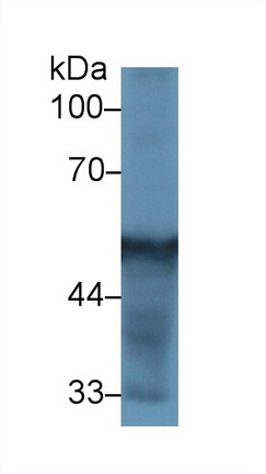 13277